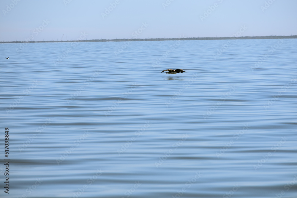 Fototapeta premium Fishing Lure Louisiana Pelican over water