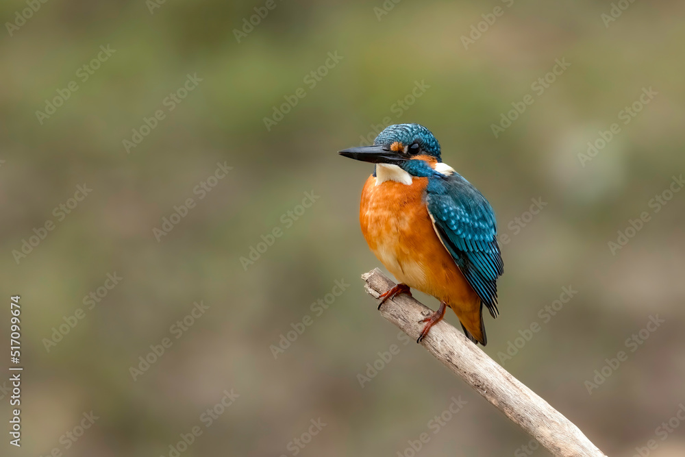 Close-up of a Common kingfisher on a branch against defocused background
