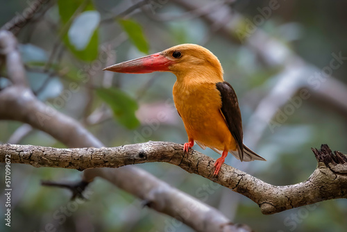 Close-up of a Brown-winged Kingfisher perched on a branch