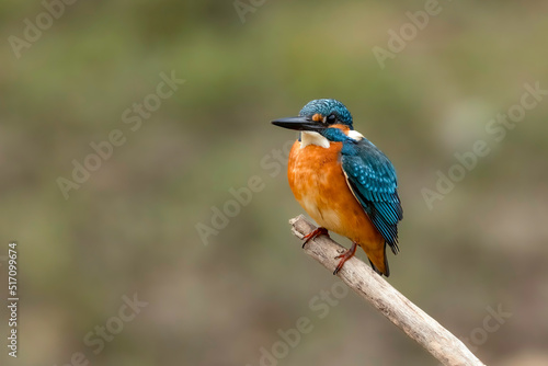 Close-up of a Common kingfisher on a branch against defocused background