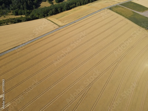 Fototapeta Aerial view of ripe grainfields on a sunny day in july