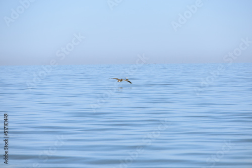 water louisiana pelican diving