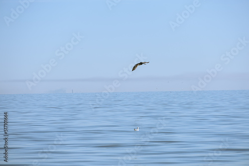 water louisiana pelican diving