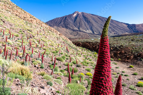 Field of red flowers Tajinaste. Scenic view on volcano Pico del Teide, Mount El Teide National Park, Tenerife, Canary Islands, Spain, Europe. Volcanic dry landscape. Hiking trail on sunny summer day