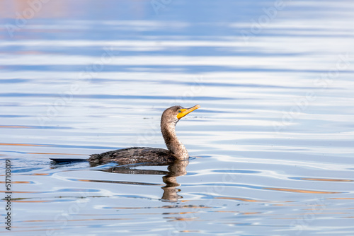 Double crested Cormorant bird in the lake. © SNEHIT PHOTO