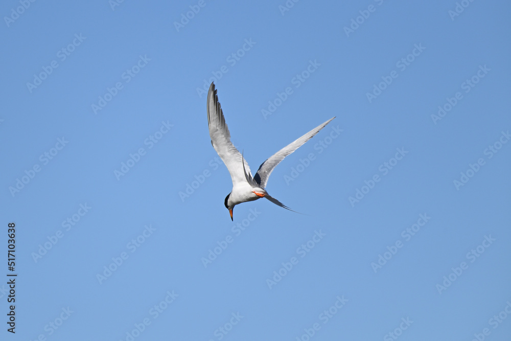 Common Tern at Shoreline Lake, Mountain View Common Tern at Shoreline Lake, Mountain View