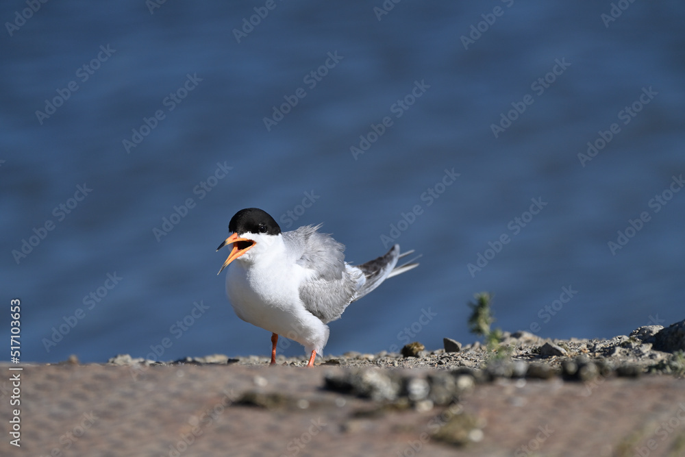 Common Tern at Shoreline Lake, Mountain View Common Tern at Shoreline Lake, Mountain View