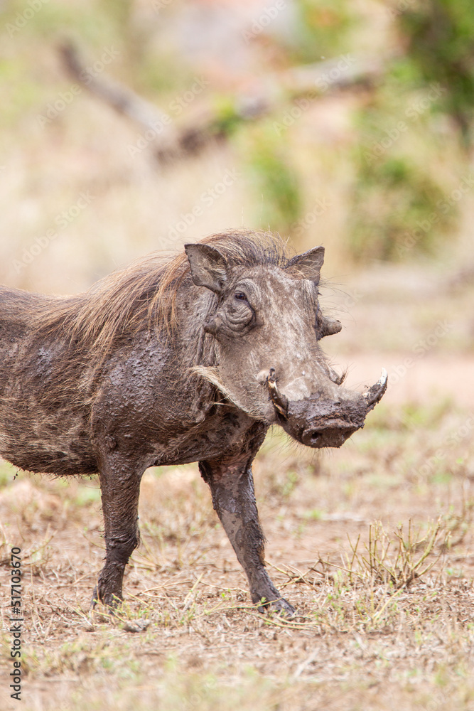Warthogs walking through the long grass in the Kruger National, South Africa Warthogs walking through the long grass in the Kruger National, South Africa