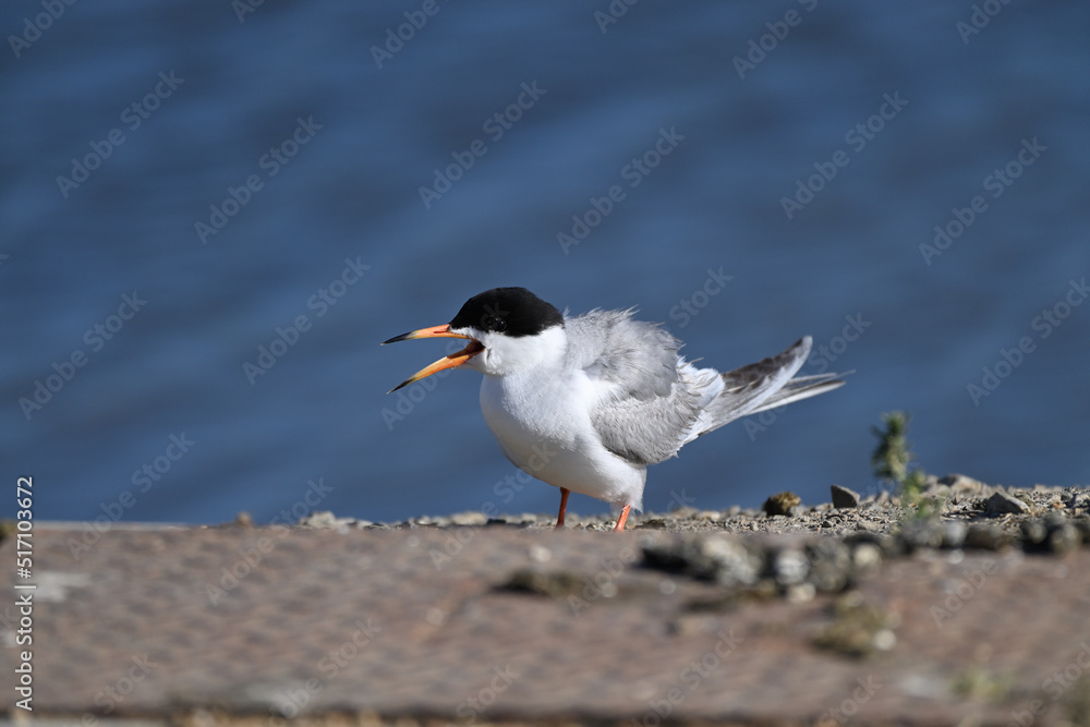 Common Tern at Shoreline Lake, Mountain View Common Tern at Shoreline Lake, Mountain View