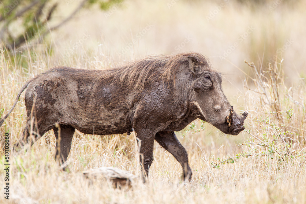 Warthogs walking through the long grass in the Kruger National, South Africa Warthogs walking through the long grass in the Kruger National, South Africa