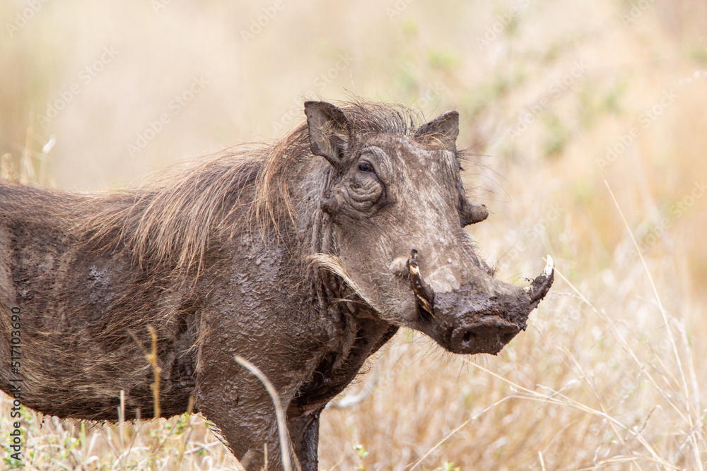 Warthogs walking through the long grass in the Kruger National, South Africa Warthogs walking through the long grass in the Kruger National, South Africa