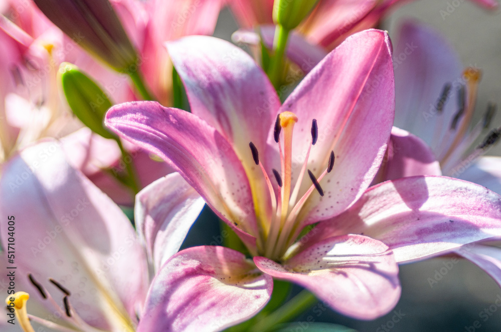 close up of pink lily