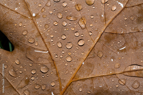 Macro shot of a brown leaf with raindrops