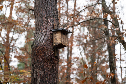 Wet tree with birdhouse in the forest after the rain in autumn