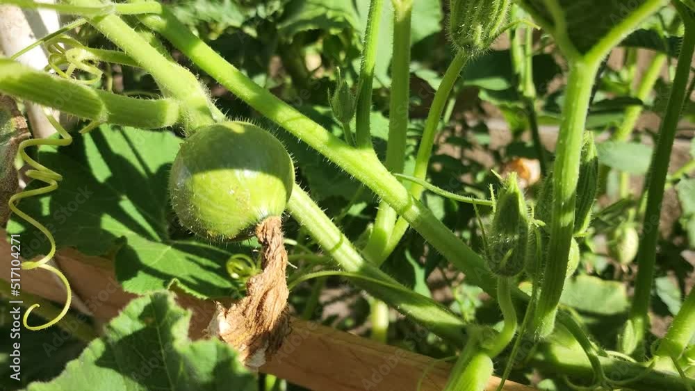 Close up of a baby squash in the backyard Close up of a baby squash in the backyard