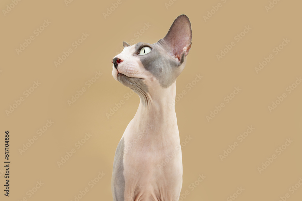 Portrait attentive sphynx cat looking away. Isolated on beige background