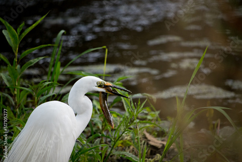 Large egret (eastern great egret) catching a fish (loach) in the river. © loveallyson