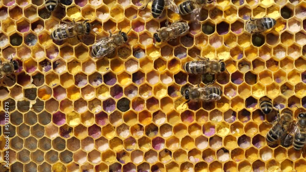 Bees with flower pollen. The color of pollen depends on how it is taken from the flowers. Bees with flower pollen. The color of pollen depends on how it is taken from the flowers.