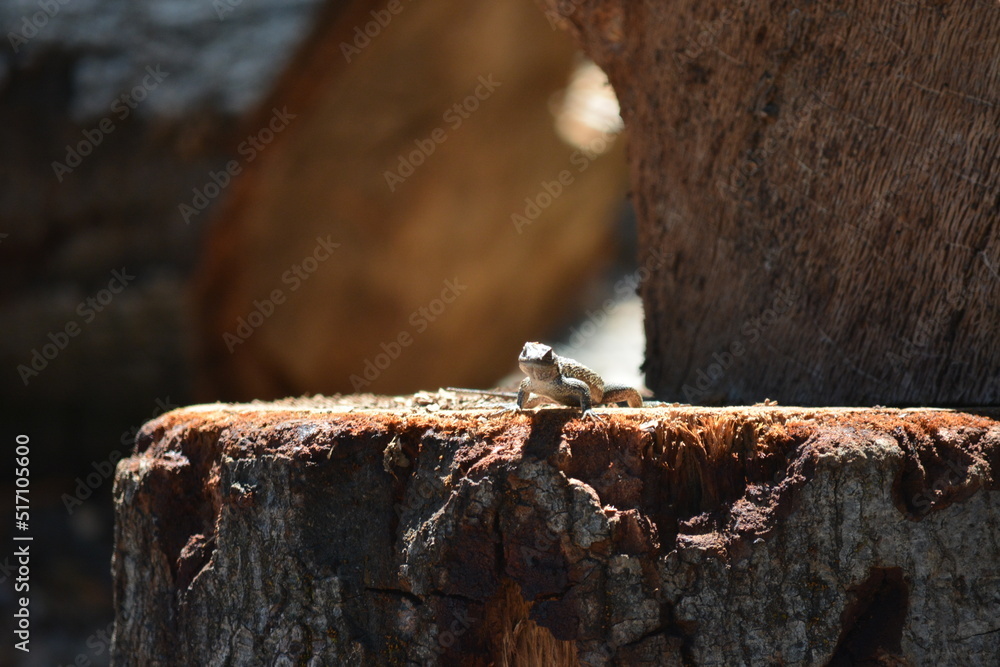 Gecko Lizard on wood Gecko Lizard on wood