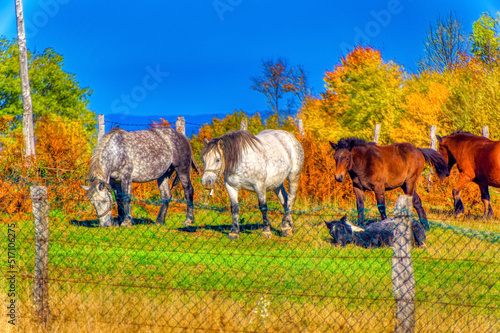 Horses in the field during sunny autumn day.