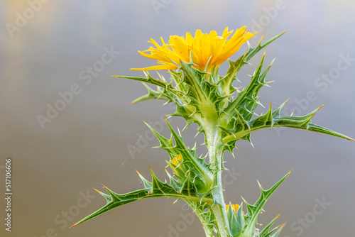 Scolymus hispanicus. Detail of a branch of the prickly thistle plant with its leaves and flower. photo