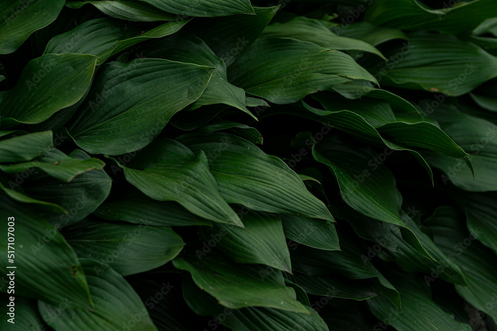 Close-up of green plant for background, green sorrel texture, soft selective focus. Green leaves form a natural shape. Close-up of green plant for background, green sorrel texture, soft selective focus. Green leaves form a natural shape.