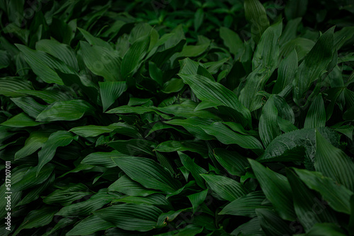 Close-up of green plant for background  green sorrel texture  soft selective focus. Green leaves form a natural shape.