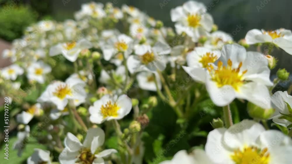 the bee buzzes, flies and pollinates strawberry flowers in the garden. High quality FullHD footage the bee buzzes, flies and pollinates strawberry flowers in the garden. High quality FullHD footage