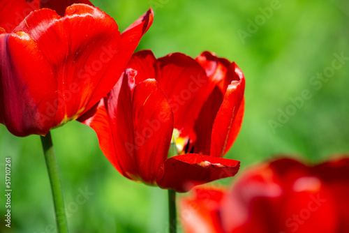 Beautiful red and green summer background of red garden tulips.Selective focus  blurred background. High quality photo