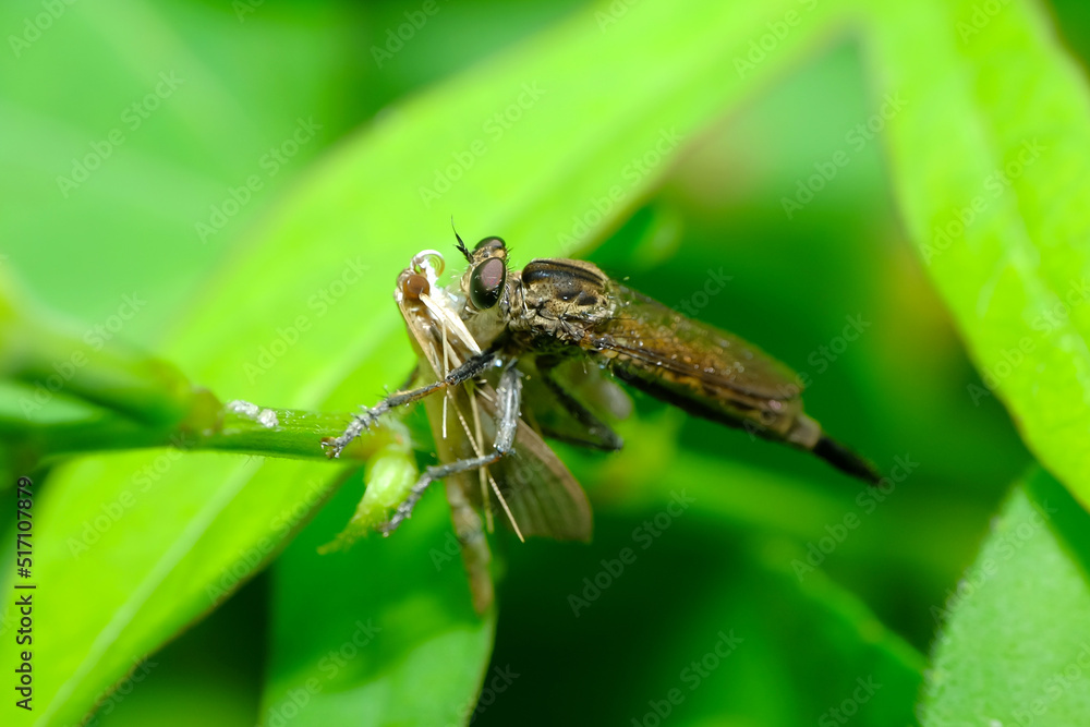 Robber fly predators pounce on butterflies on green branches. Robber fly predators pounce on butterflies on green branches.
