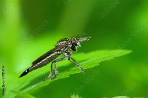 The Asilidae are a family of robber flies, also called killer flies.  © kanurism