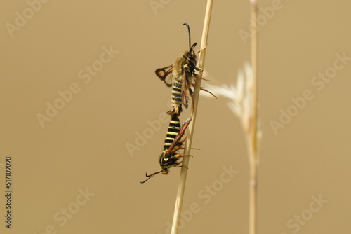 A rare pair of mating Six-belted Clearwing Moth, Bembecia ichneumoniformis, perching on a blade of grass.