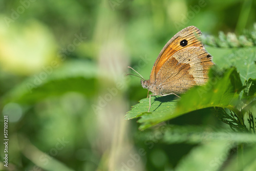 Meadow brown butterfly (Maniola jurtina) hides between leafs. photo