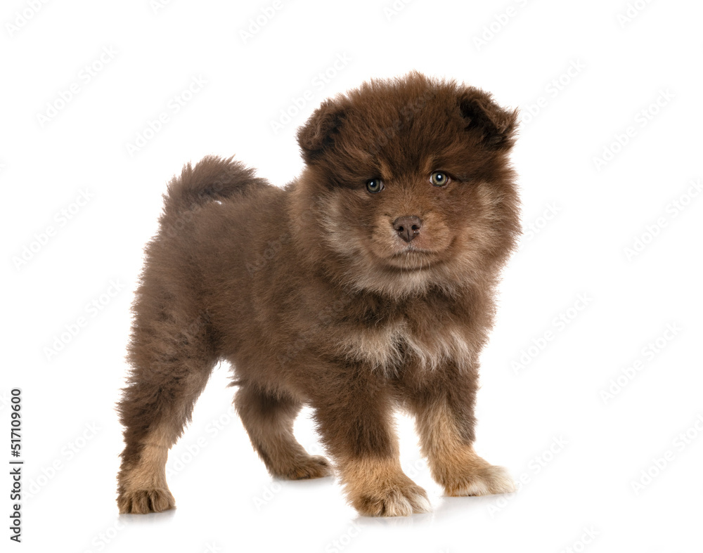 puppy Finnish Lapphund in studio puppy Finnish Lapphund in studio