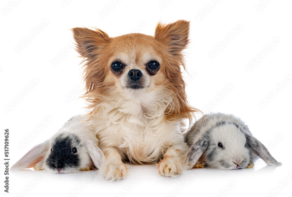 mini lops and dog mini lops and dog