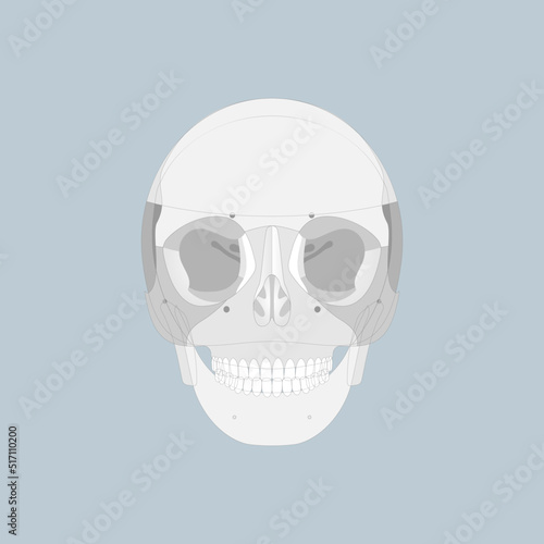 anatomy of human skull, bone, skeleton, internal organs body part orthopedic health care, diagram vector illustration cartoon flat character design