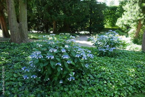 Hortensie im Schlossgarten