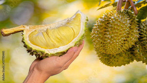 Close up Asian women hand holding durian fruit. Ripe durian. Tasty durian that has been, durian is the king of fruits. Is a famous fruit in Asia.