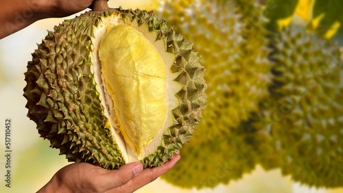 Close up Asian women hand holding durian fruit. Ripe durian. Tasty durian that has been, durian is the king of fruits. Is a famous fruit in Asia.