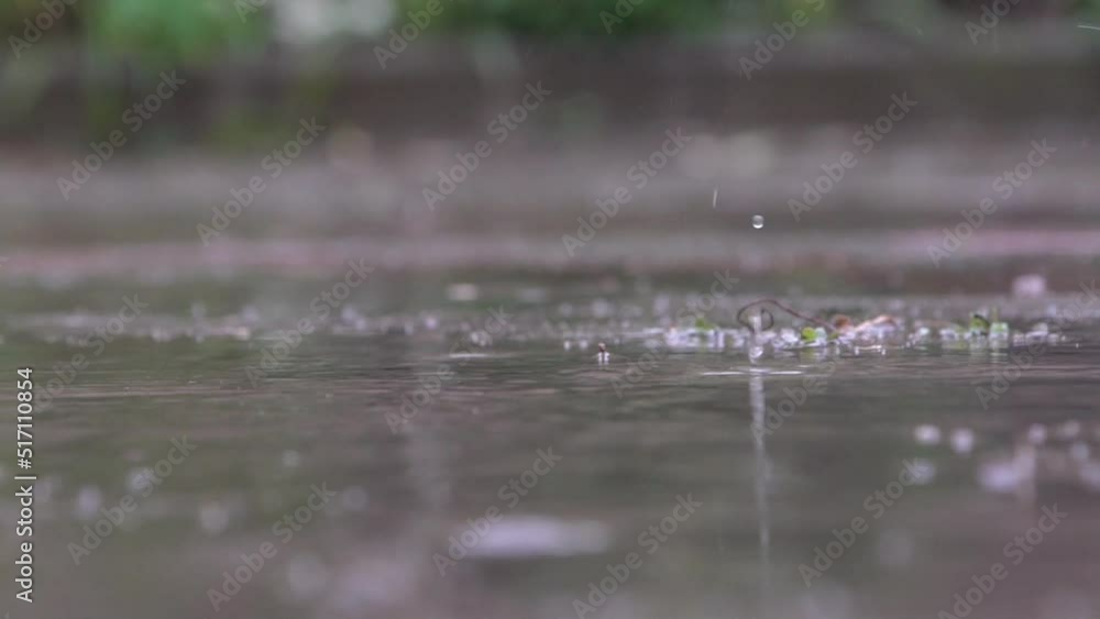rainy weather. strong wind tree and raindrops. slow motion rainy weather. strong wind tree and raindrops. slow motion