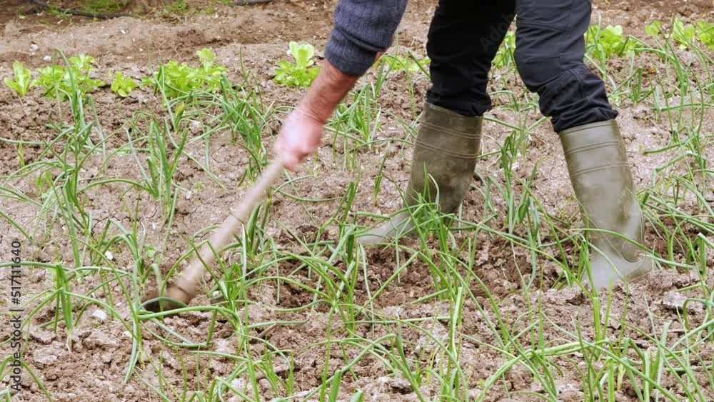 Farmer making furrows in the ground with a hoe. Farmer making furrows in the ground with a hoe.
