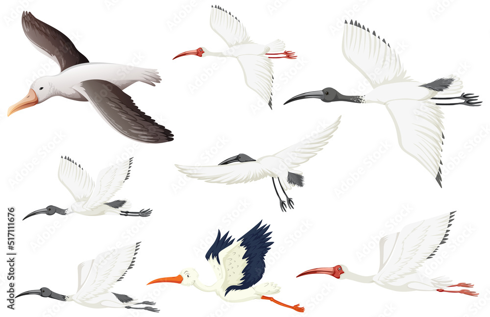 Set of different white birds Set of different white birds