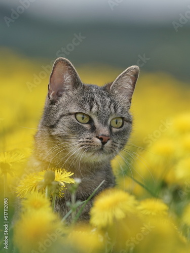 Portrait of a beautiful tabby cat. Tabby cat . A domestic cat sits on a blooming meadow among yellow dandelions