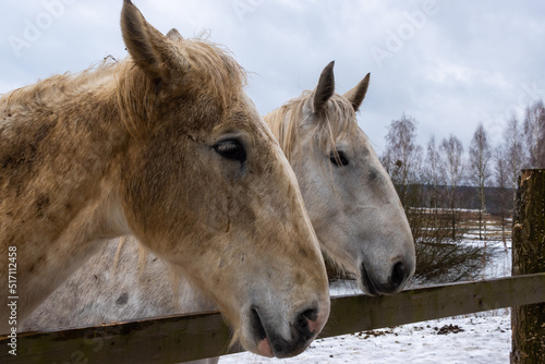 Gray horses in the winter yard. Close-ups on the heads. The photo was taken on a cloudy day © Fotoforce