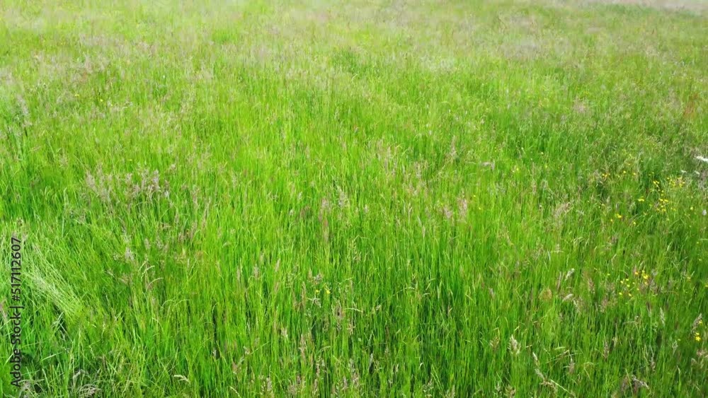 Slow drone shot fly over green windy spring field 4K Slow drone shot fly over green windy spring field 4K