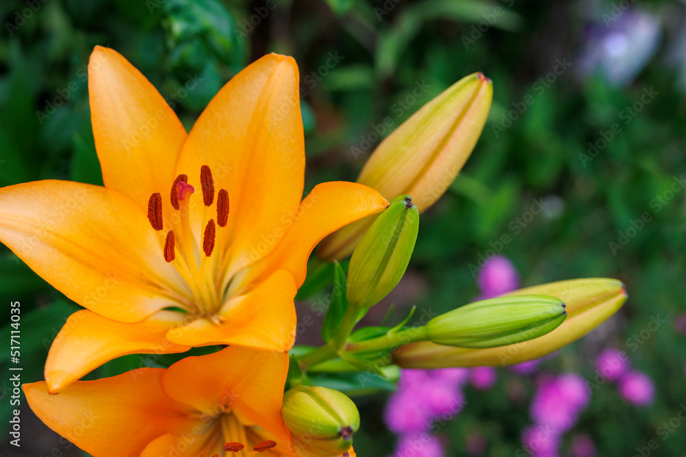 Images of wild orange lilies Images of wild orange lilies