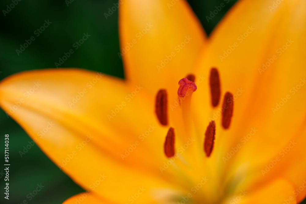 Images of wild orange lilies Images of wild orange lilies