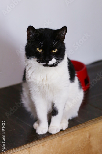 country funny cat portrait close up photo in cat shelter