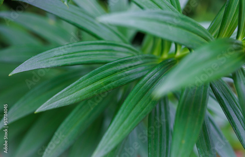Images of wild lily leaves