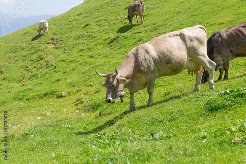 Mucca in montagna